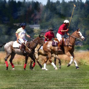 LaConner Polo Club